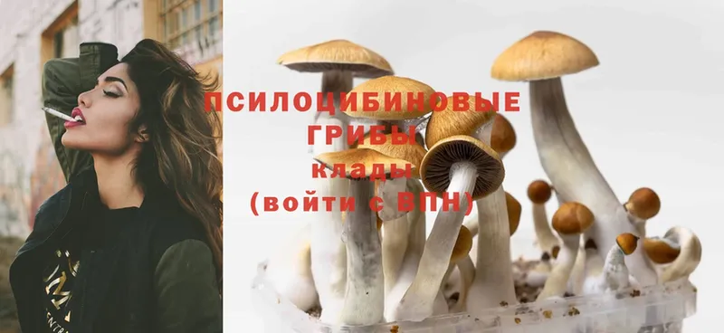 Псилоцибиновые грибы GOLDEN TEACHER  OMG как зайти  Енисейск 